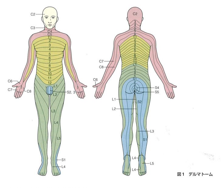 リハビリで行う感覚検査の意義・目的とは!?判定方法と診るべき4つのポイント - かずぼーのリハビリ大全