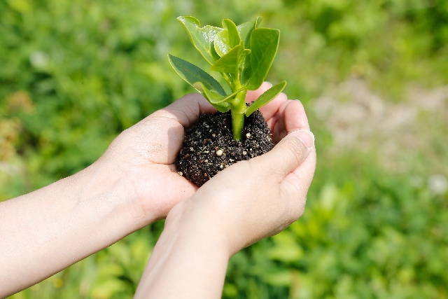 リハビリ拒否の認知症患者。理学療法に園芸療法を取り入れる方法