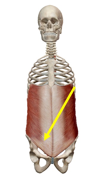 寝返り 起き上がりの動作分析 ６つの評価ポイントとリハビリ方法を解説 かずぼーのリハビリ大全