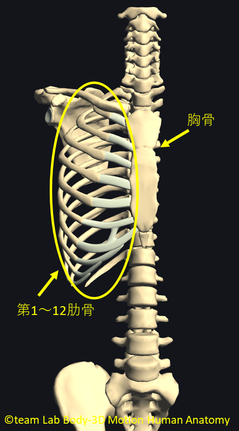 呼吸筋のストレッチと呼吸練習 呼吸介助法について解説 かずぼーのリハビリ大全